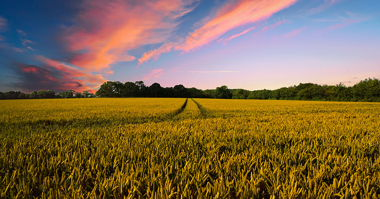 FUNRURAL: Entenda Mais Sobre Esta Contribuição